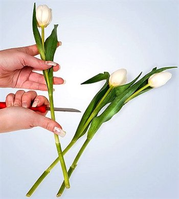 Белые тюльпаны своими руками